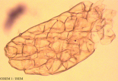 ISEM 1/Sarcostemma_andinum_39998/Sarcostemma_andinum_39998_0001(copy)_thumb.jpg